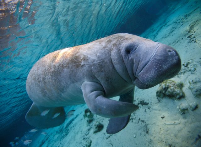 swim with manatees Crystal River, Florida