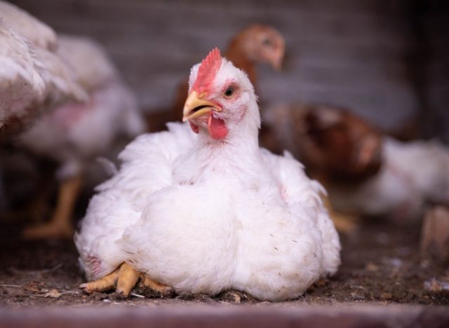 overweight farm chicken