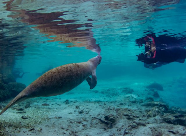 scuba diver observing manatee