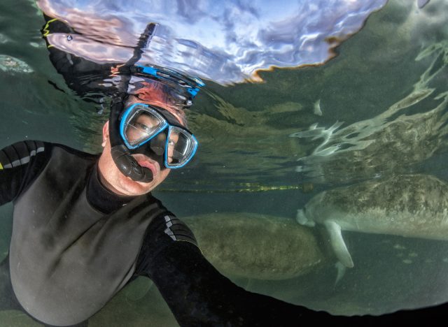 woman takes selfie while snorkeling, swimming with manatees