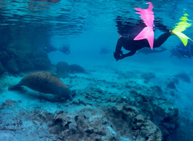 divers swim with manatees