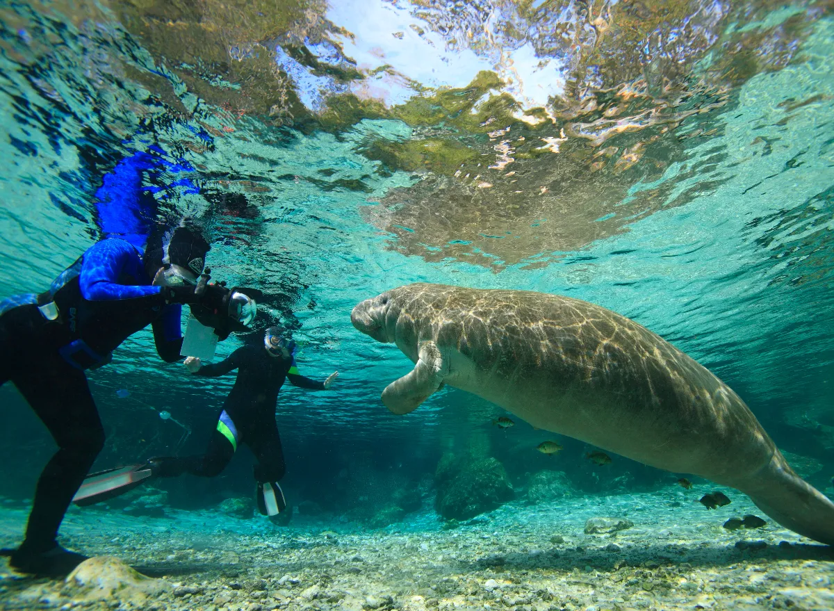 people swimming with manatees in Crystal River, Florida