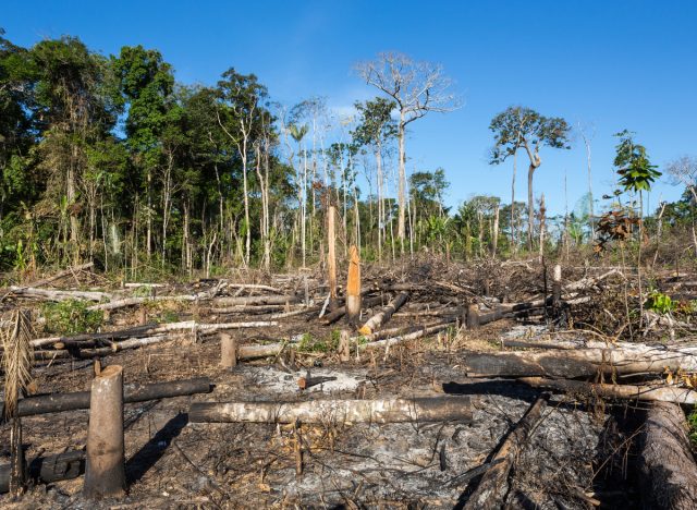 amazon rainforest in brazil experiencing deforestation