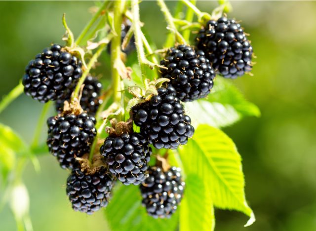 blackberries on bush