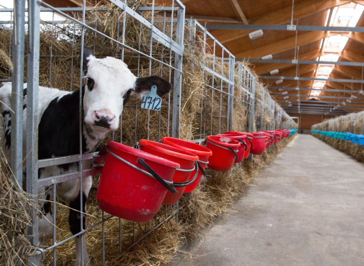 7 Secrets Beef Companies Don't Want You to Know — Eat This Not That