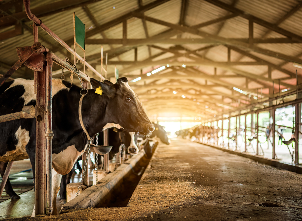 dairy cows on farm