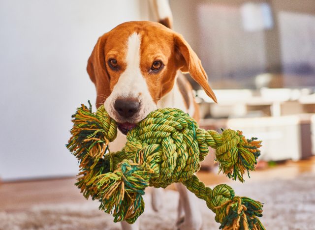 dog bringing toy to owner indoors, hide and seek