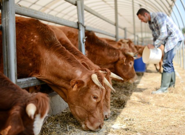 feeding cows