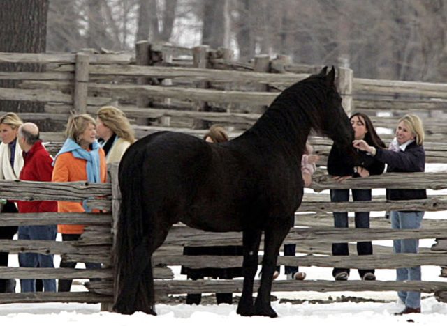 Martha Stewart horses