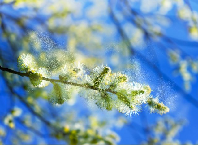 pollen coming off of flowering tree, seasonal allergies