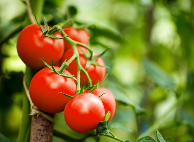 domates bir asma üzerinde büyümek