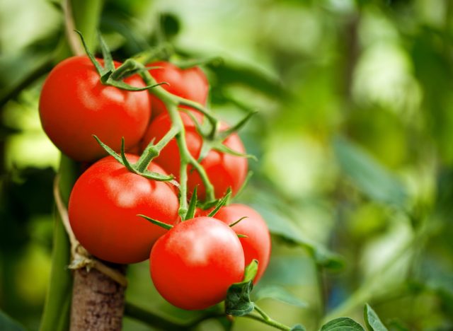 tomatoes growing on vine