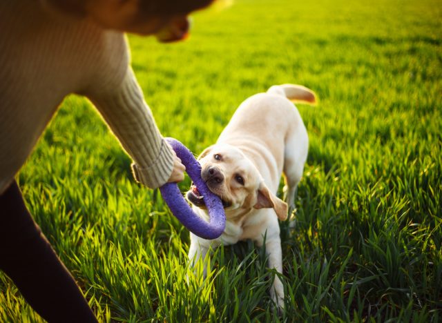 woman plays with lab in park, lose weight without exercising