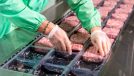 worker putting raw meat into package