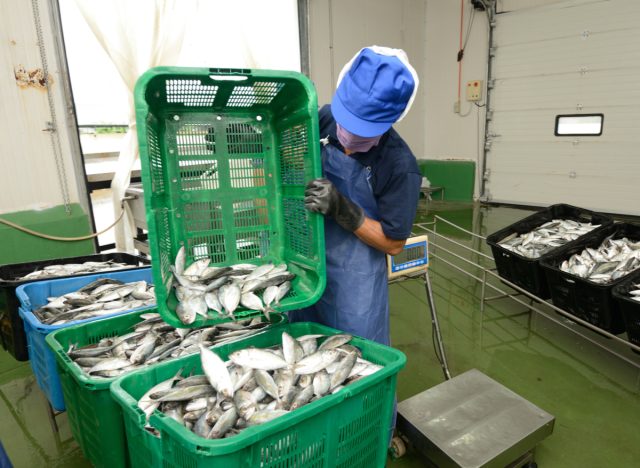 worker sorting fish in baskets