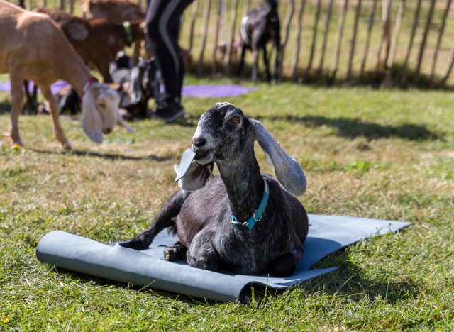 goat on yoga mat for goat yoga