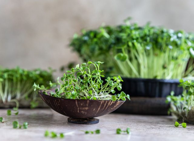 bowl of microgreens