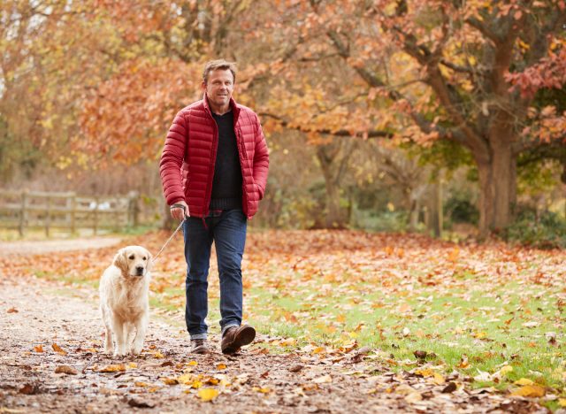 mature man walking his dog in the fall