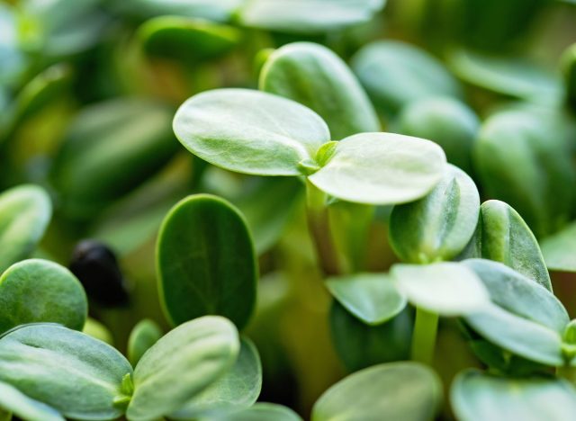 microgreens up close