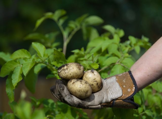 potatoes from the ground