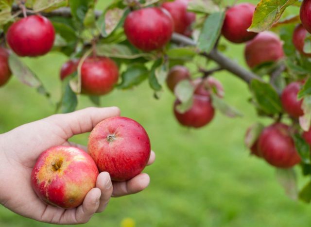 small apples apple picking