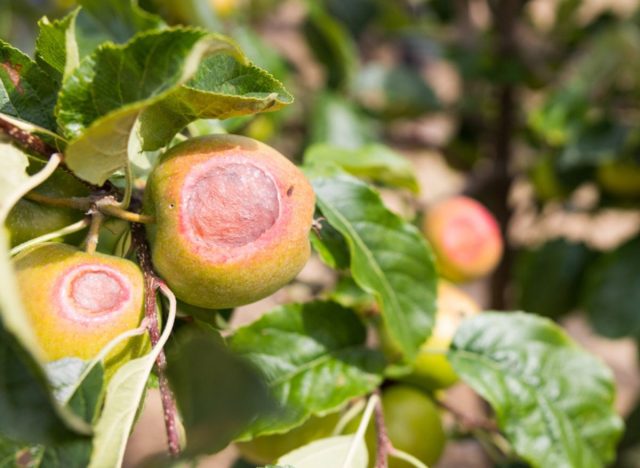 sunburned apples