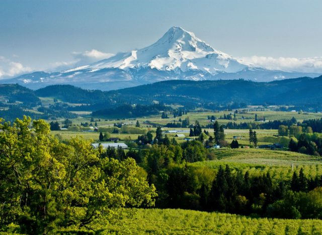 mt hood oregon vineyard