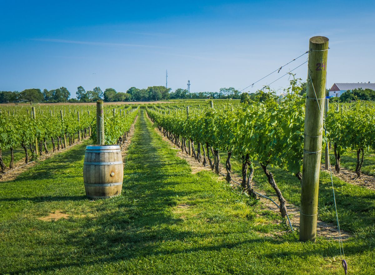 Washington Is the Best State for a Wine Vacation
