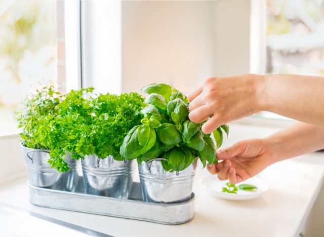 Growing herbs at home in the kitchen