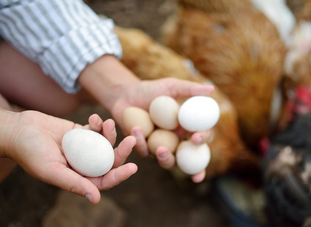 Farmer collecting fresh organic eggs on a cage-free chicken farm.