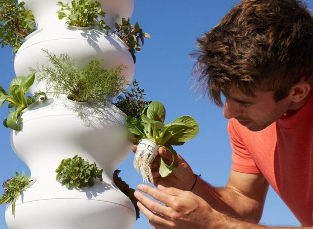 The Lettuce Grow Farmstand