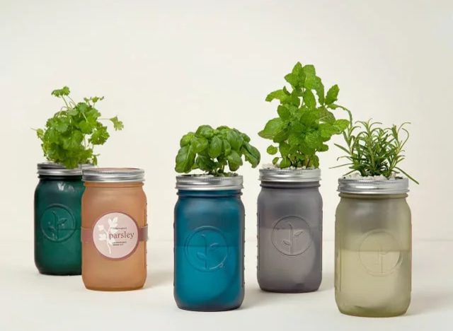 mason jar indoor herb garden