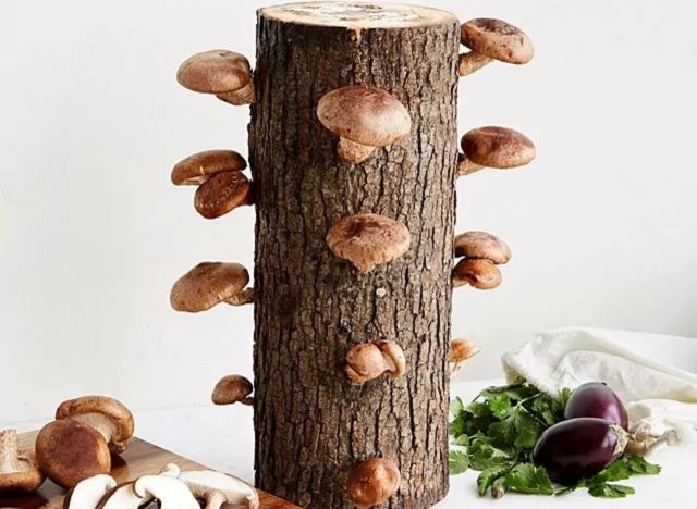 shiitake mushroom log kit