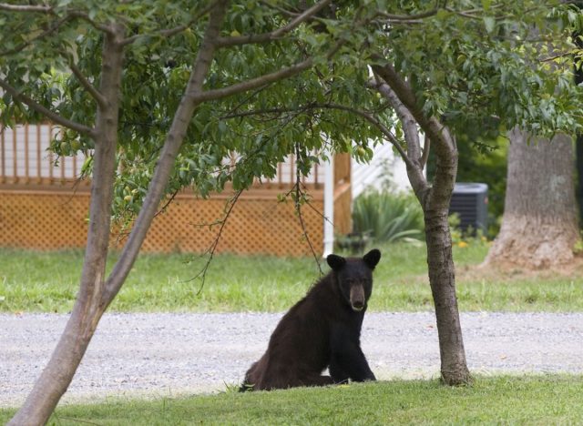 bear infront of house