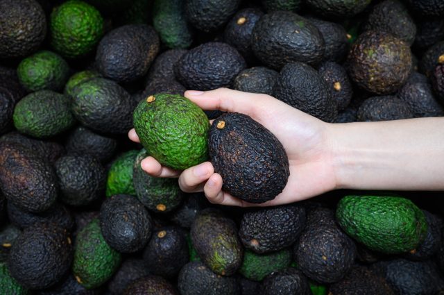 choosing an avocado