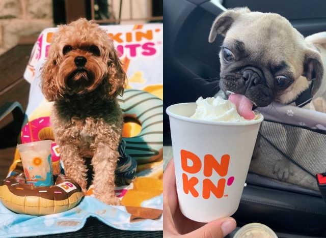 Dunkin' Puppy Latte dog safe