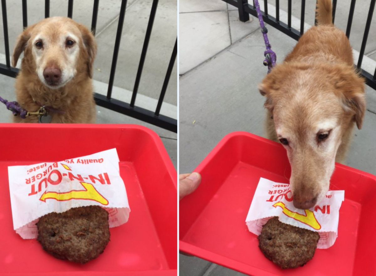 10 FastFood Items That Are Safe for Your Dog, Vets Say
