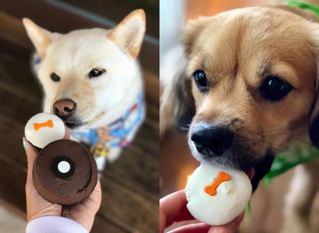 Sprinkles Doggie Pupcakes