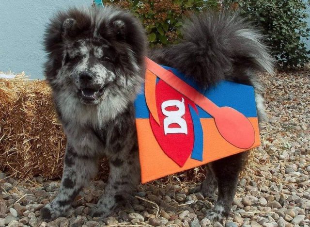 Dairy Queen pup