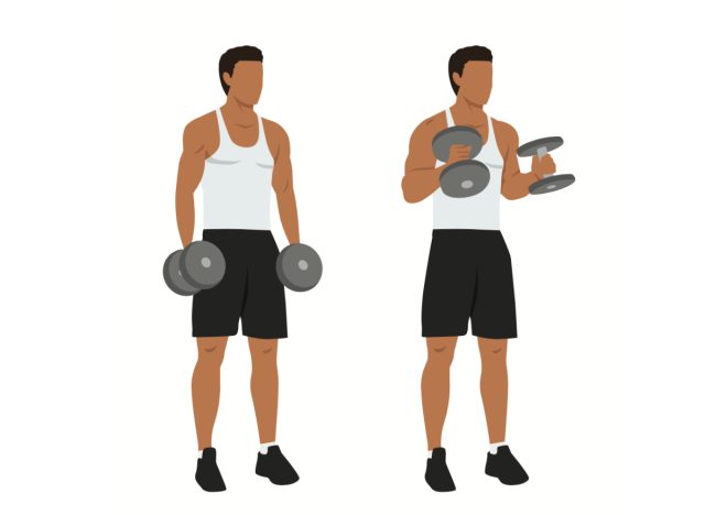 dumbbell hammer curl illustration