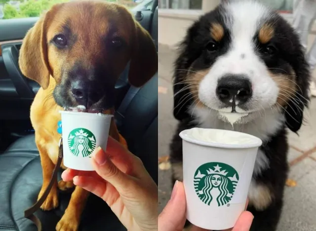 starbucks puppiccino