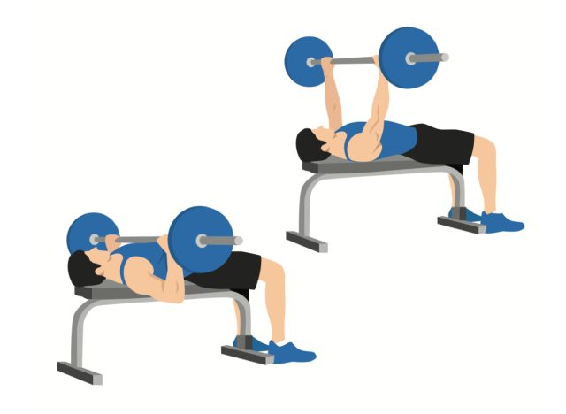 barbell bench press illustration, concept of exercises to build muscle