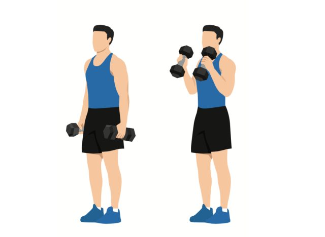 illustration of bicep hammer curls, concept of strength workouts for men to build bigger arms