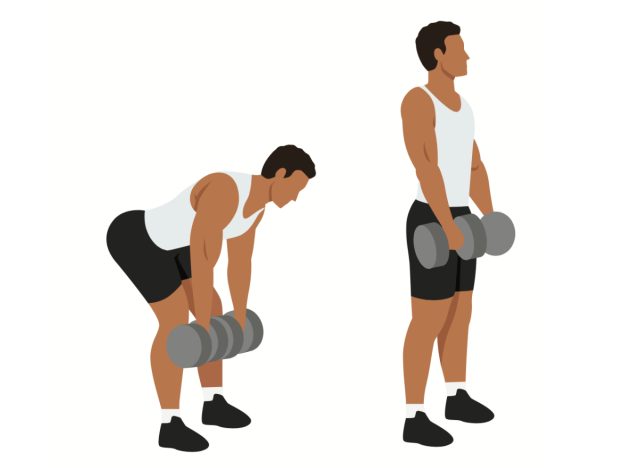 illustration of dumbbell deadlifts free weight exercises for men to build muscle