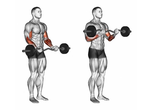 illustration of EZ bar curls