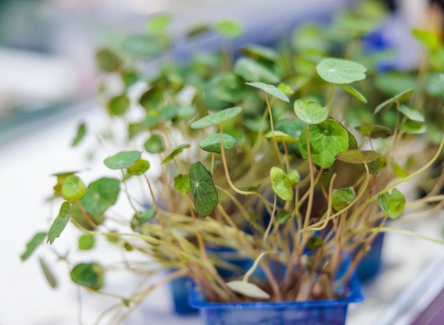 Watercress plant