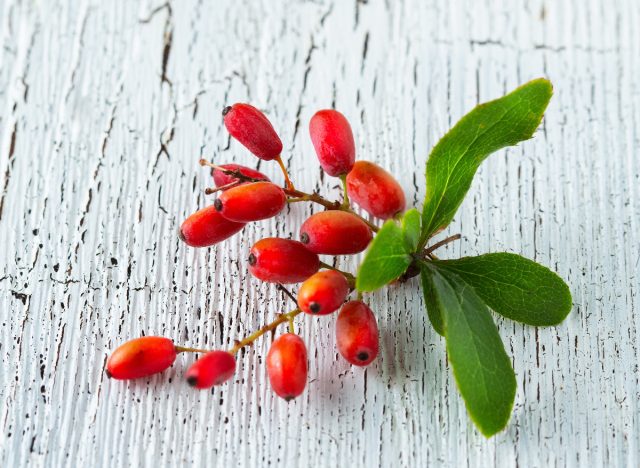 sprig of barberry