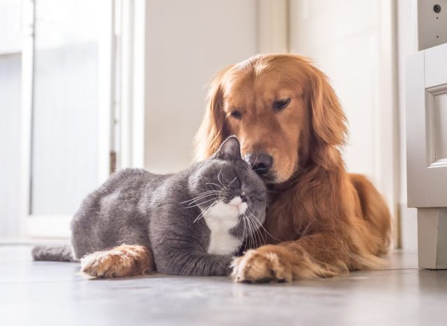 Cat and dog