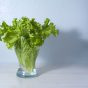lettuce water concept