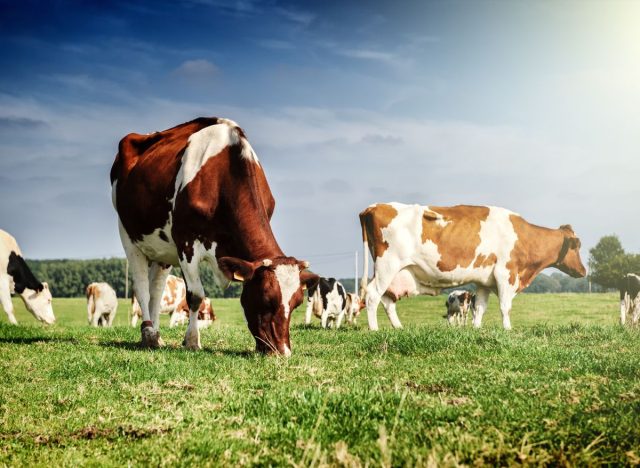 Grazing cattle